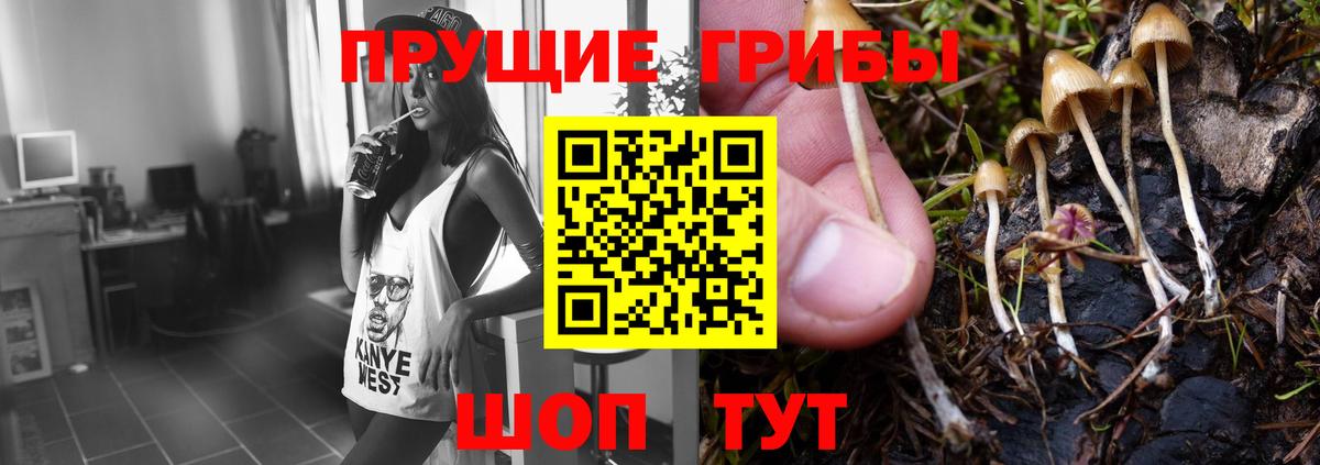 Конаково  Псилоцибиновые грибы мицелий  Галлюциногенные грибы Psilocybine cubensis  Вход с VPN 